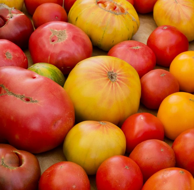A close-up view of various tomatoes arranged in a pile, featuring a mix of large and small specimens with different colors including red, yellow, and greenish-yellow. The larger tomatoes have a smooth, slightly shiny surface with some showing minor imperfections such as scars or blemishes. The smaller tomatoes are predominantly red with a matte finish. The tomatoes are resting on a neutral-toned surface, likely a wooden or cardboard base, with no other objects visible. The scene is evenly lit, highlighting the natural textures and vibrant colours of the produce, which could be associated with food waste or produce spoilage in a supermarket or market setting, hinting at the importance of proper waste or surplus management by companies like Rubbish Collection Acton, although no direct waste or disposal elements are visible in this image.